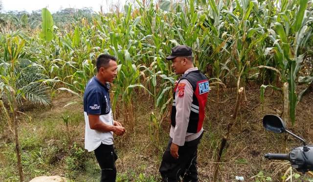 Berikan Dukung Terhadap Petani Lokal, Anggota Polsek Serbajadi Sambangi Petani Jagung