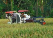 Petani Padi di Abdya Gembira Hasil Panen Meningkat Didukung Harga Yang Tinggi