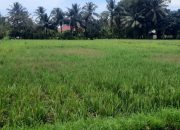 Petani di Abdya Mulai Kewalahan, Puluhan Hektare Tanaman Padi Digasak Hama
