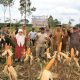 Mahyuzar Panen Jagung Pipil di Aceh Utara