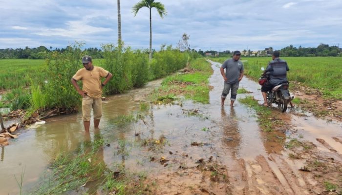 Selalu Terendam Banjir, Jalan Menuju Lahan Pertanian di Abdya Butuh Penanganan Serius