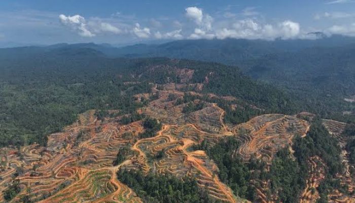 Terkait Pembukaan Lahan di Sultan Daulat, BPN Akui Tak Pernah Mengeluarkan SHM