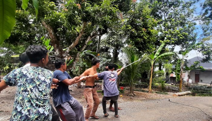 Warga Di Abdya Tebang Pohan Berusia Puluhan Tahun