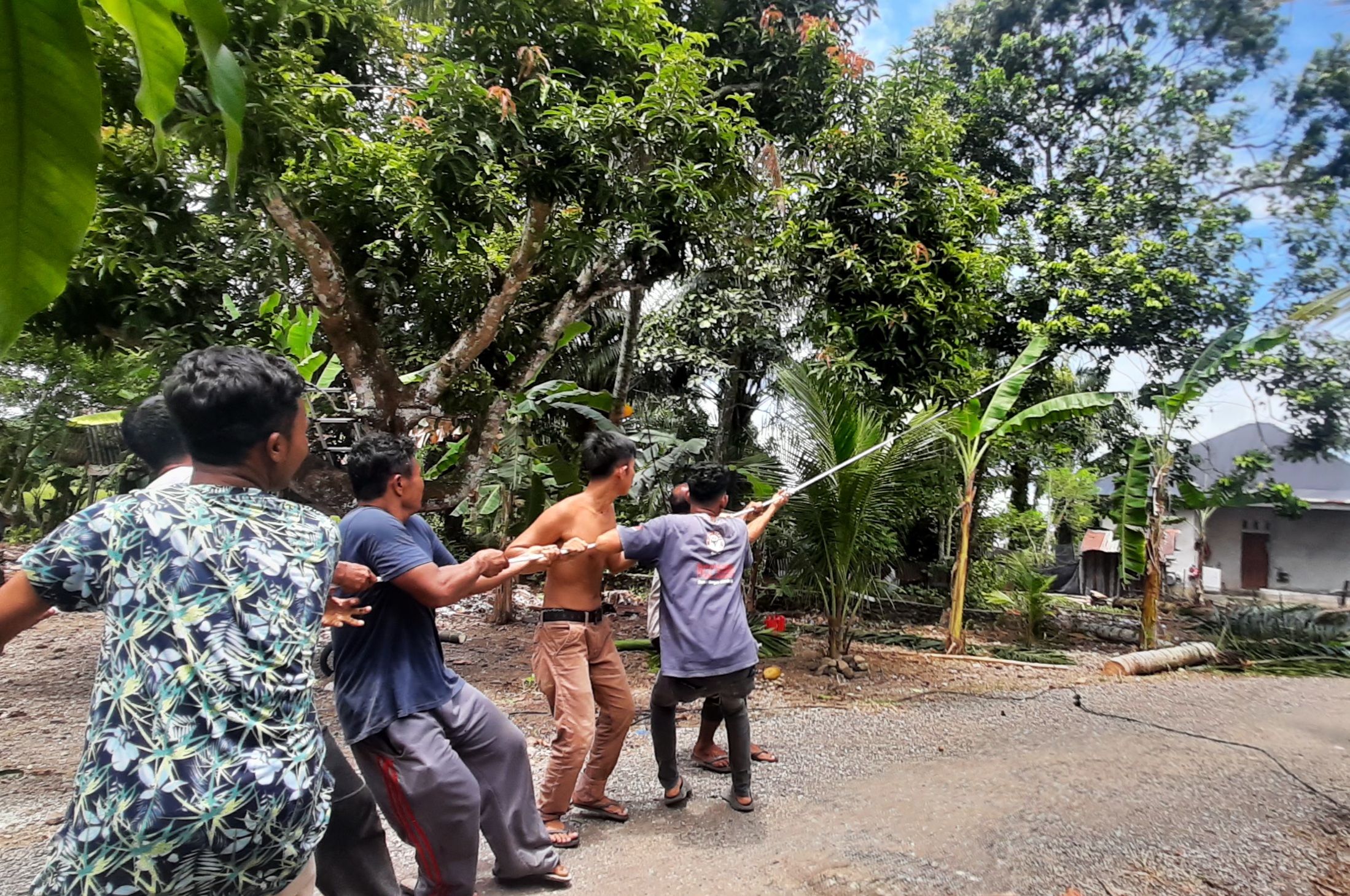 Foto : Masyarakat sedang menarik pohon kayu yang akan di tebang. Kamis 26-09-2024