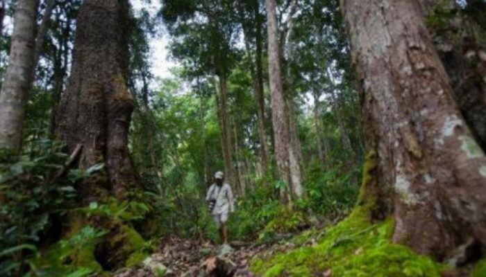 Pencari Burung Hilang di Hutan Babahrot