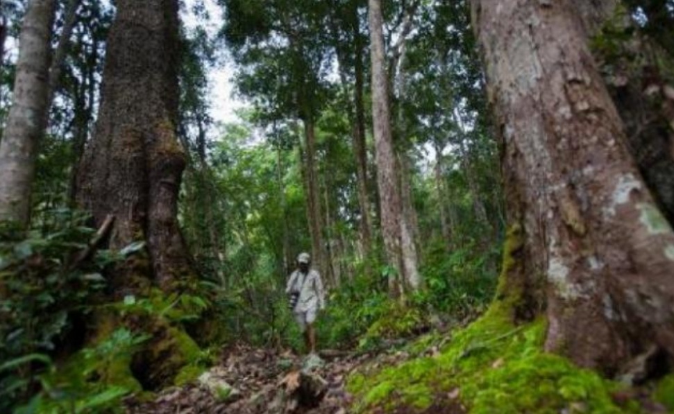Pencari Burung Hilang di Hutan Babahrot