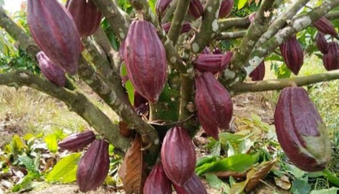 Harga Biji Kakao di Abdya Tembus Rp 90 Ribu Per Kilogram