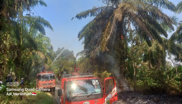 BREAKING NEWS: Kebakaran Lahan di Simpang Kiri