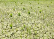 Puluhan Hektar Sawah Petani di Abdya Kekeringan